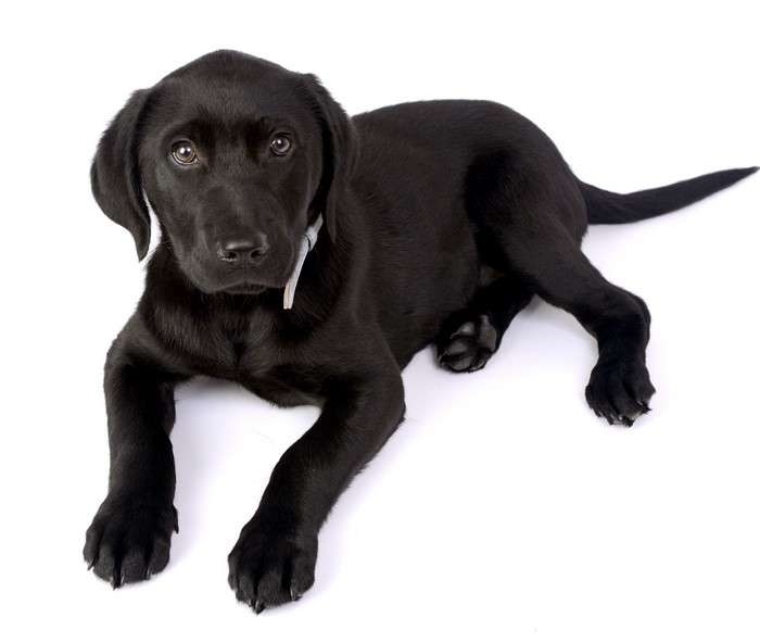 Black Labrador Retriever Puppy on White Background