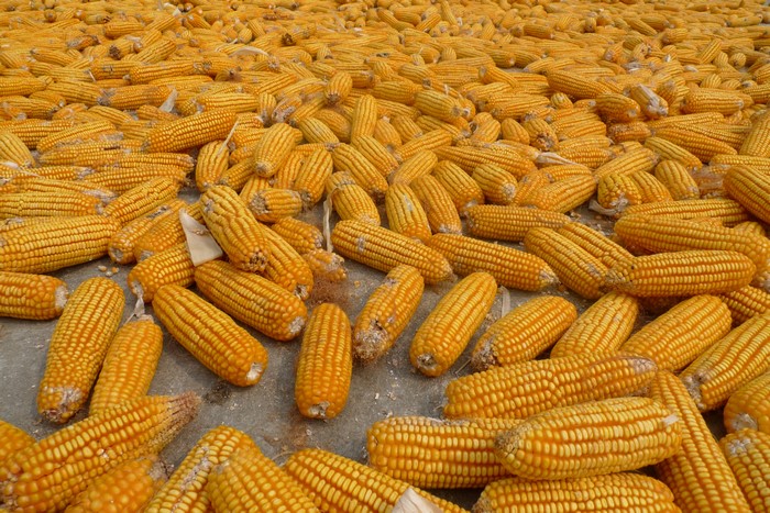 Many dried corn cobs on the ground
