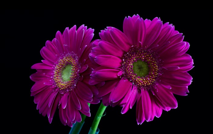 Two Violet Gerberas on Black Background
