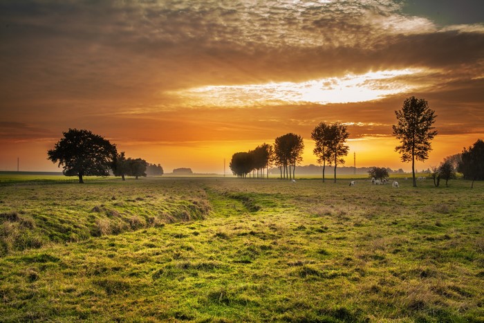 Sunset over a grassy field with trees and sheep