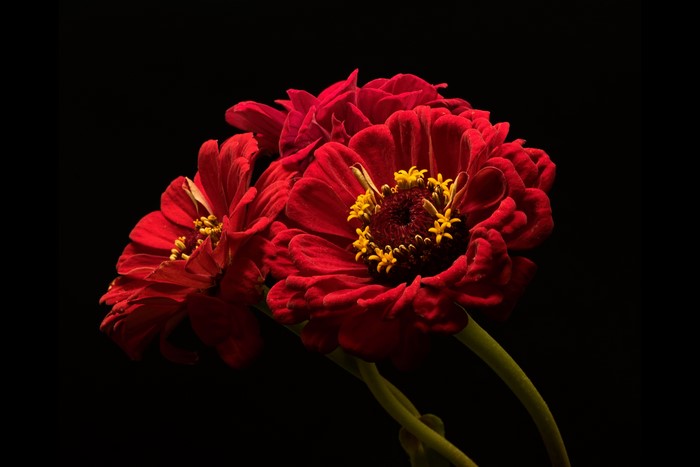 Red Zinnias on Black Background