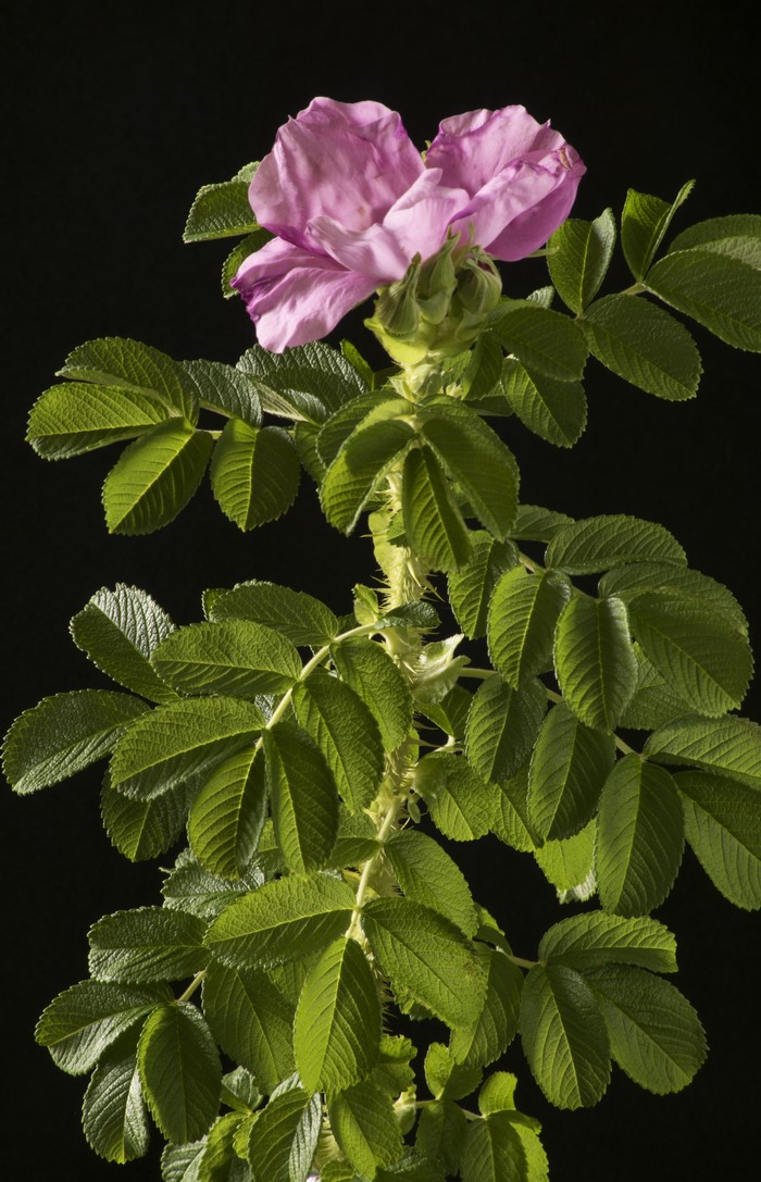 Pink rose flower with green leaves on black background