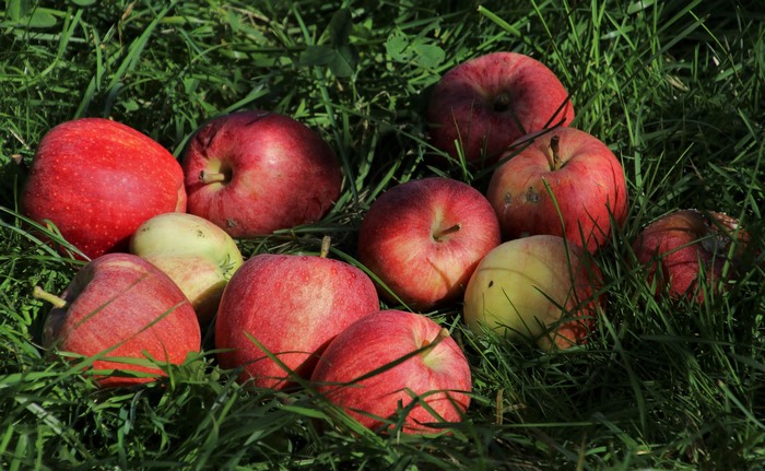 Apples on Grass