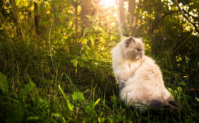 Fluffy Persian cat sitting in grass