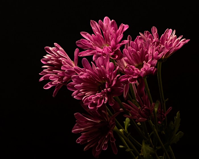 Pink Chrysanthemums on Black Background