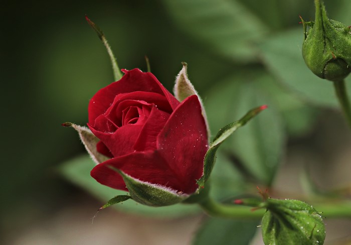 Red Rose Bud Closeup