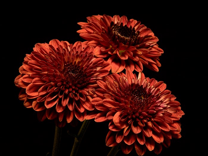 Three orange chrysanthemums on black background