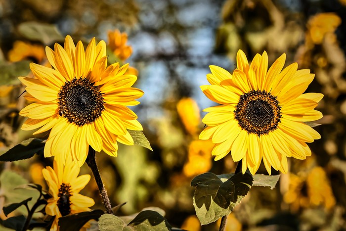 Two Yellow Sunflowers