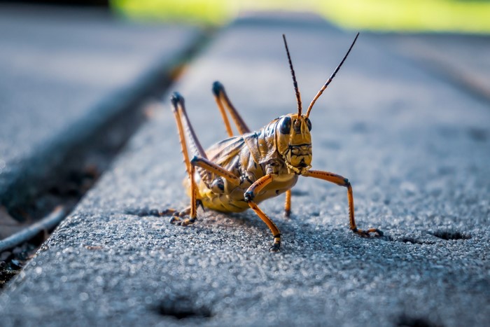 Grasshopper on a paved surface