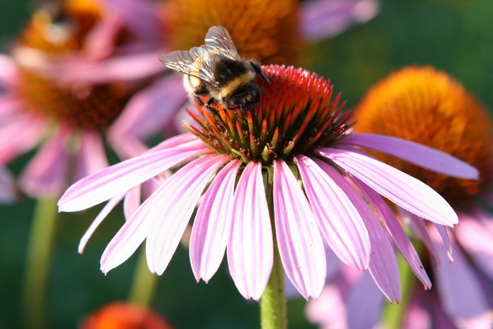 Bumblebee on a Pink Echinacea Flower