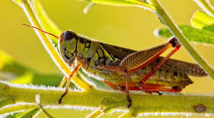 Closeup of a Grasshopper on a Plant