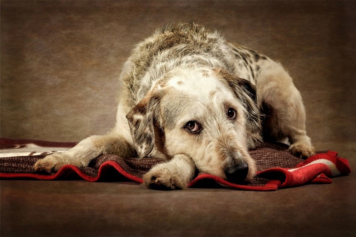 A dog lying down on a blanket