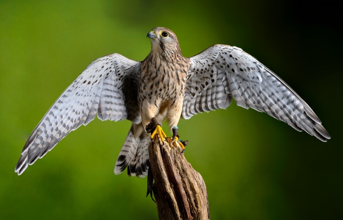 European Kestrel with Wings Spread