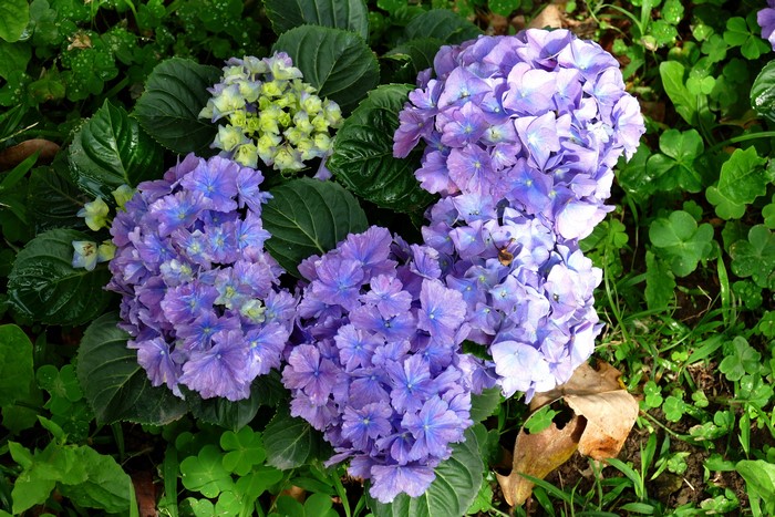 4K Hydrangea closeup with violet flowers
