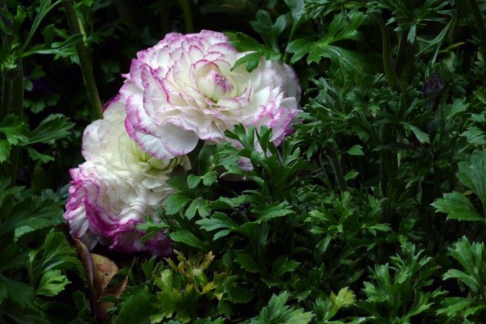 4K Ranunculus flowers with green foliage