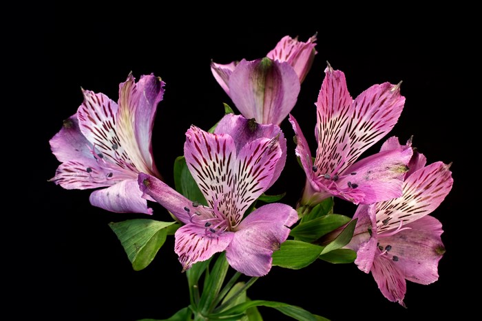 Purple Alstroemeria flowers with black background