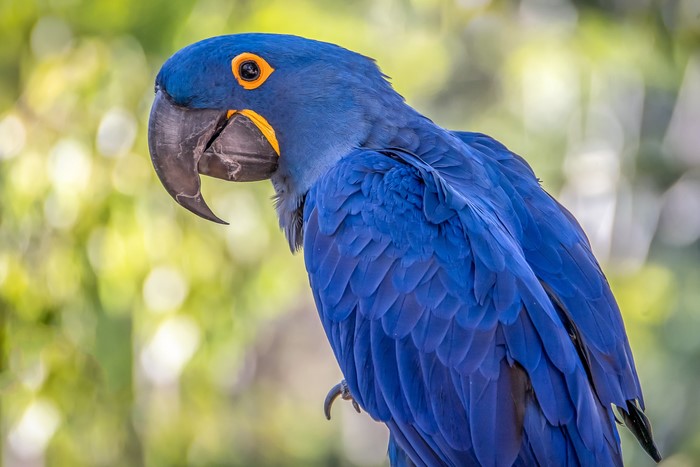 Hyacinth macaw perched with blurred green background