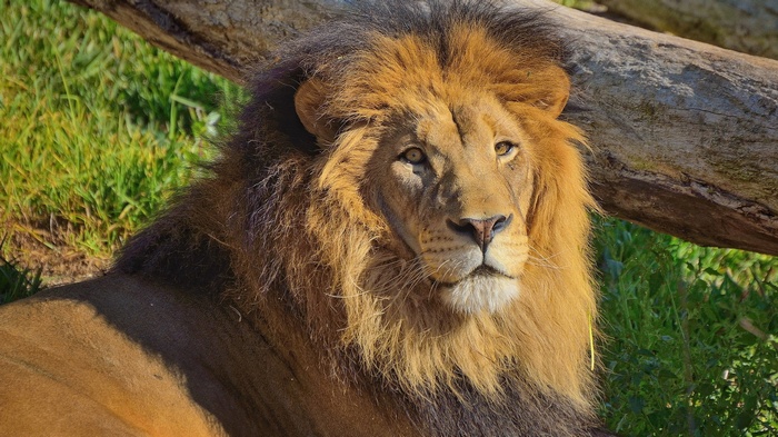 Lion with a mane lying on grass near a log