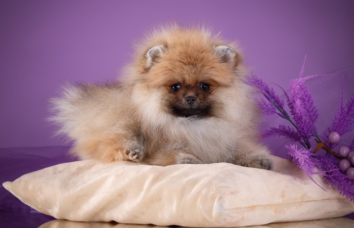 Fluffy Pomeranian puppy on a pillow with flowers
