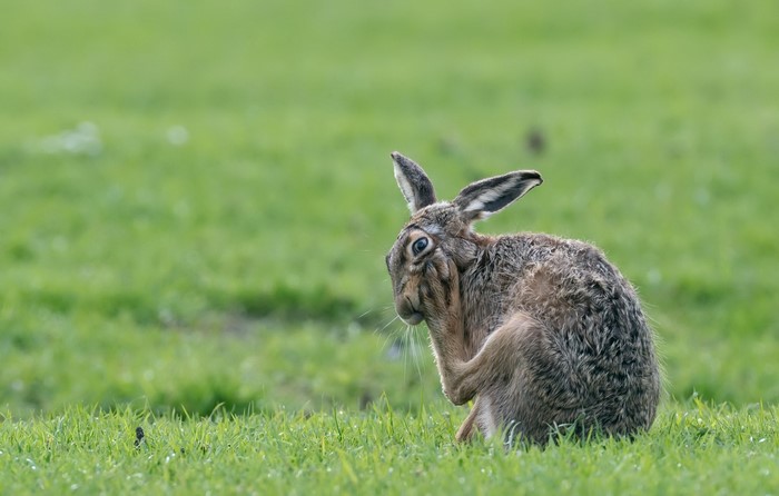Hare scratching its face in a grassy field