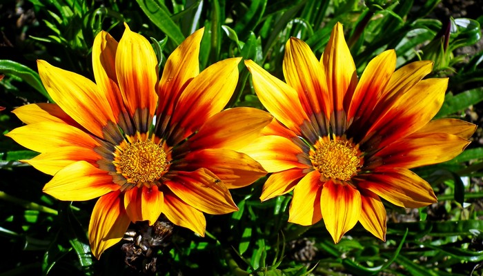 Two Gazania flowers with yellow and orange petals