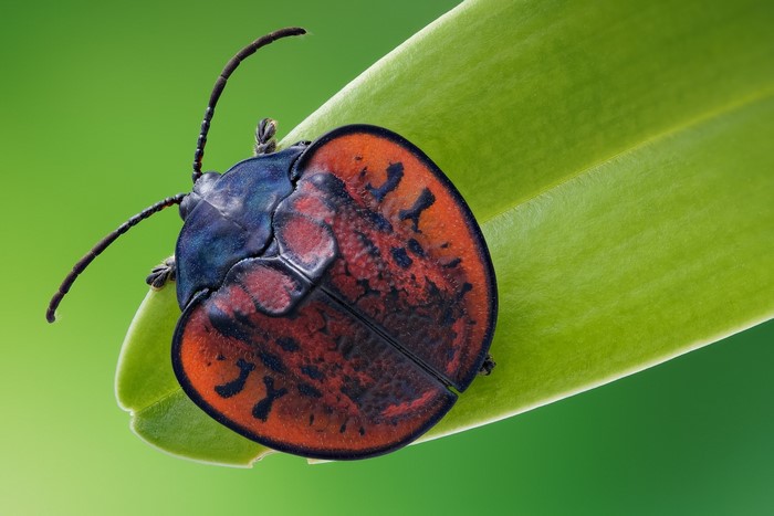 Close-up of a colorful leaf beetle on a green leaf