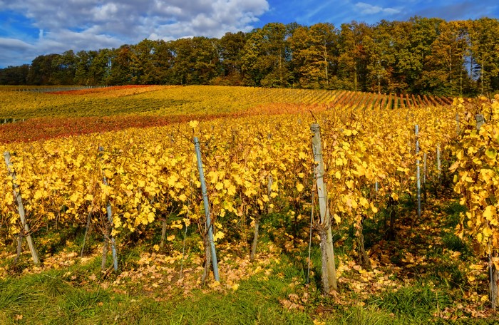 Vineyard in Baden-Württemberg, Germany during Autumn