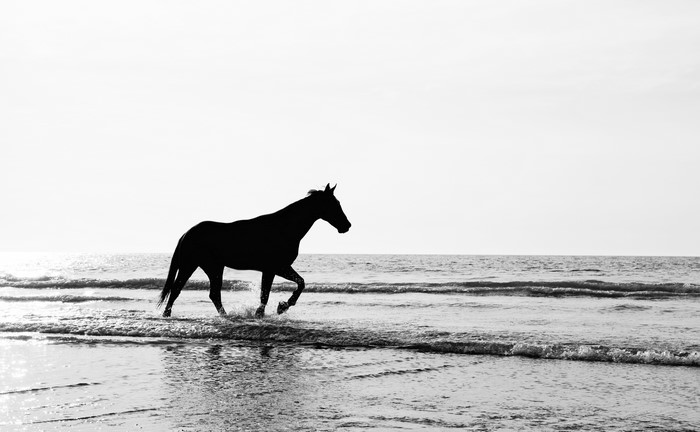 Silhouette of a horse running in the ocean waves
