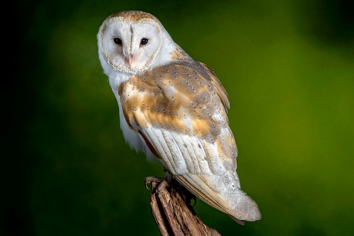 4K Barn Owl Bird