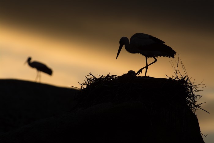Silhouette of storks in a nest at sunset