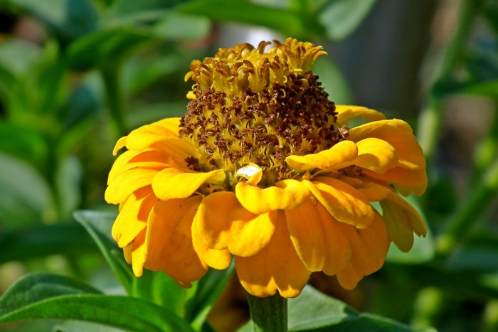 Yellow Zinnia Flower Closeup