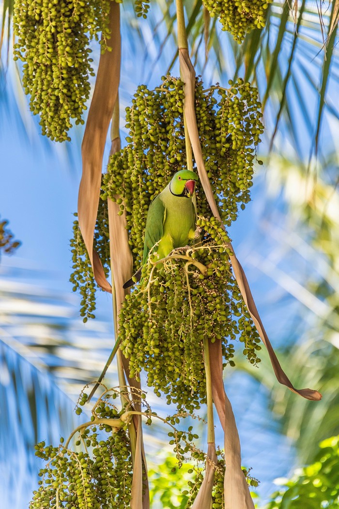 Green parrot perched on palm tree branches with fruit