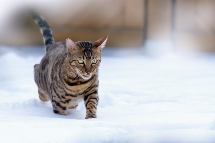 Bengal cat walking in the snow