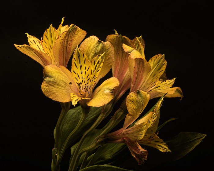 Yellow Alstroemeria flowers on black background