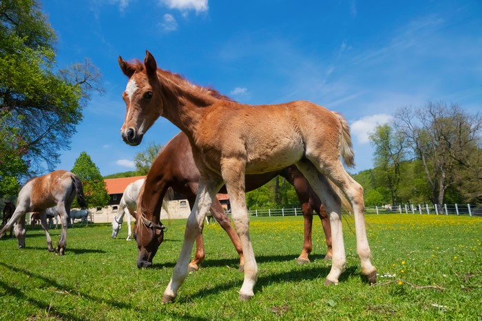 Foals and horses grazing in a sunny pasture