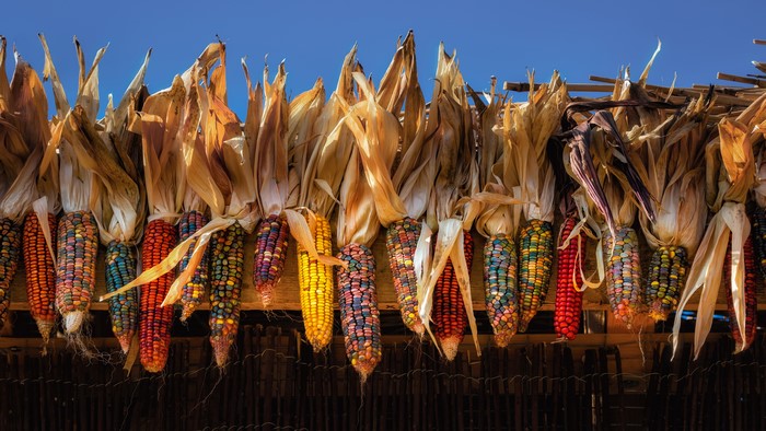 Multicolor Indian Corn Hanging