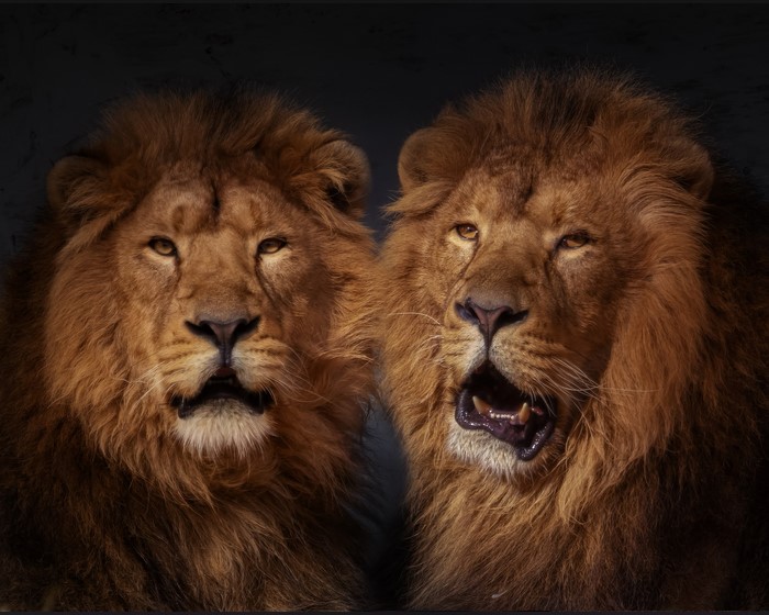 Two lions with manes