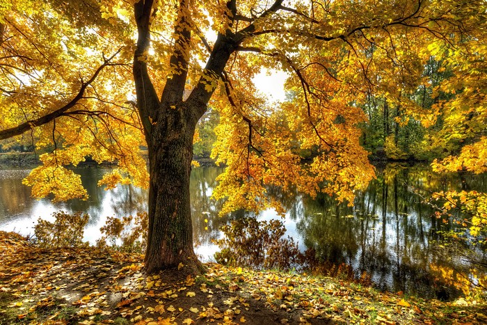 Autumn foliage by a pond in Park Ekaterinhof, St. Petersburg, Russia