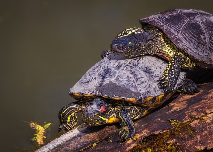 Two turtles stacked on a log