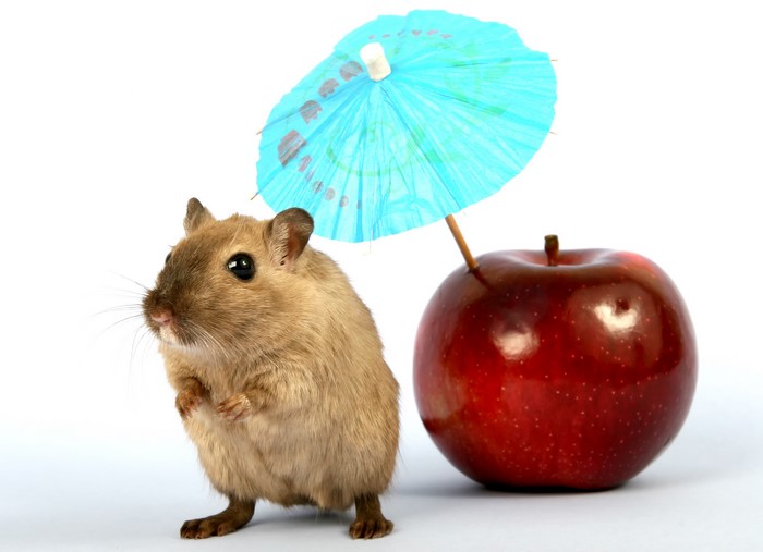 Gerbil under a blue umbrella with a red apple