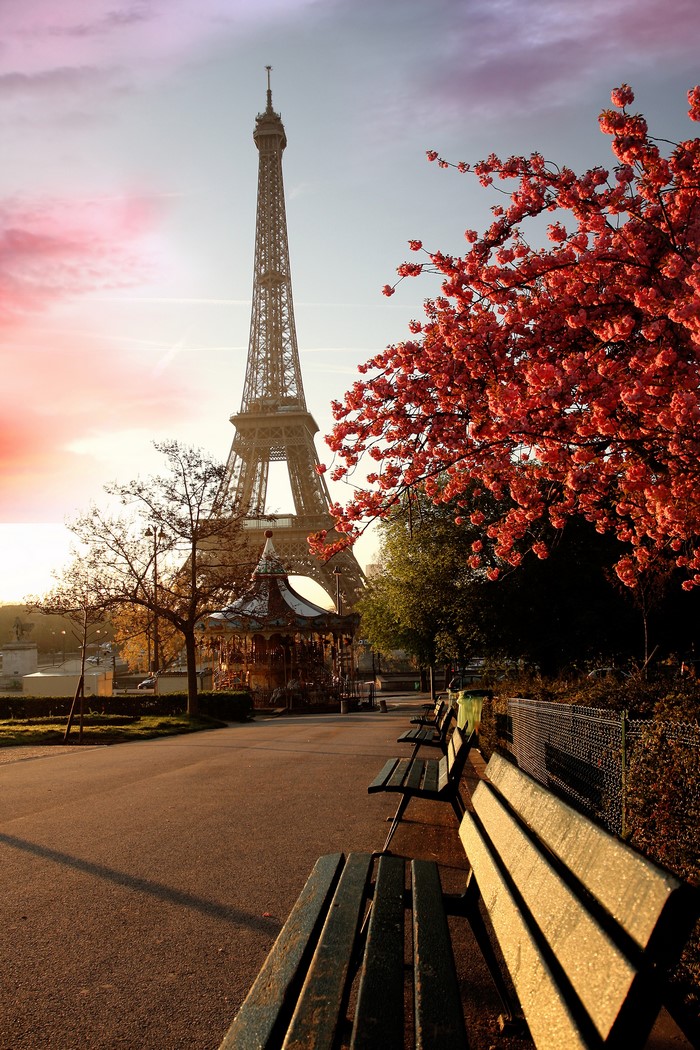 Eiffel Tower with Cherry Blossoms in Paris