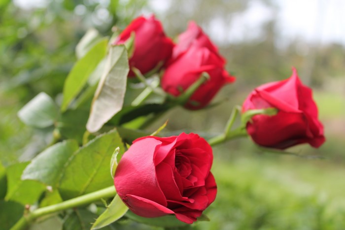 Red Roses Closeup