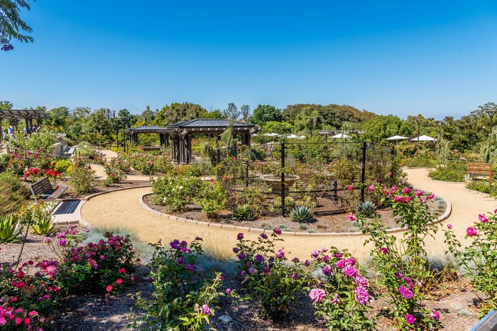 South Coast Botanic Garden Roses in California