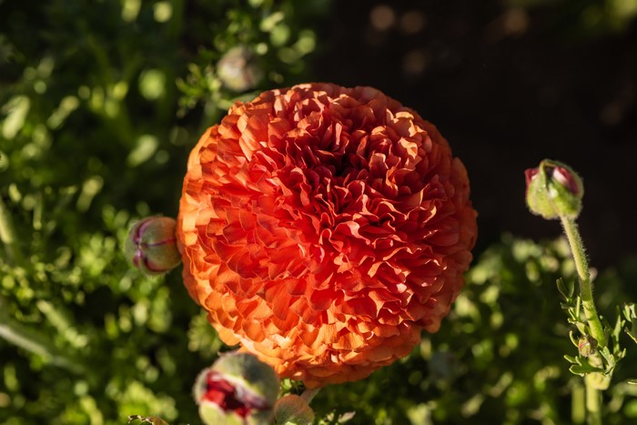4K Orange Ranunculus Flower Closeup