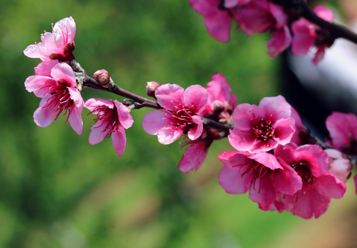 Pink Peach Blossoms on a Branch
