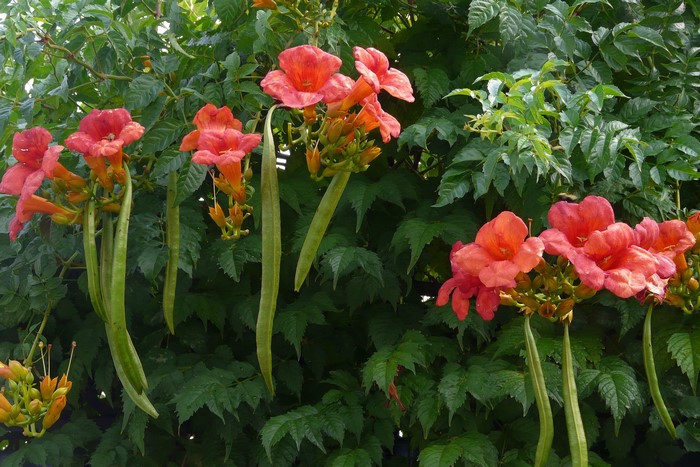 Orange trumpet flowers and seed pods on a vine