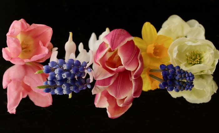 Assortment of Spring Flowers on Black Background