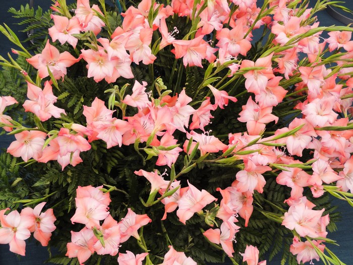 Pink Gladioluses with Green Ferns