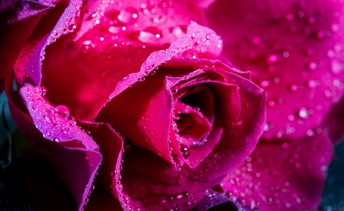 4K Pink Rose with Water Drops Closeup