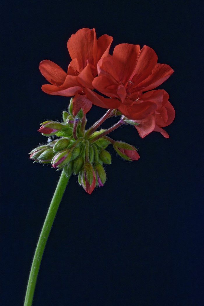 Red Pelargonium flower and buds on black background
